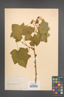 Rubus parviflorus [KOR 18526]