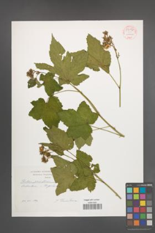 Rubus parviflorus [KOR 54112]