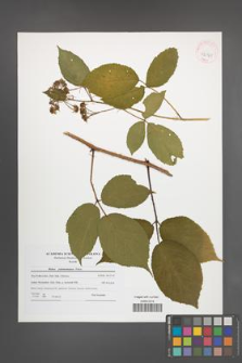 Rubus pedemontanus [KOR 42161]