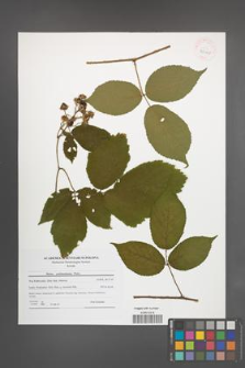 Rubus pedemontanus [KOR 42160]