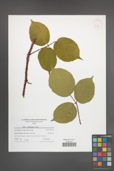 Rubus pedemontanus [KOR 42175]