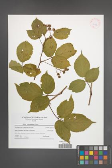 Rubus pedemontanus [KOR 42185]