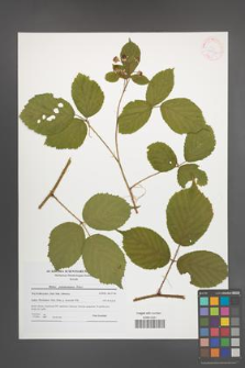 Rubus pedemontanus [KOR 41544]
