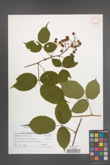 Rubus pedemontanus [KOR 40996]