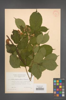 Rubus pedemontanus [KOR 30692]