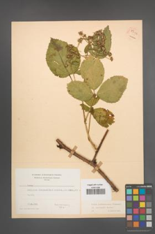Rubus pedemontanus [KOR 54114]