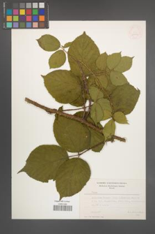 Rubus pedemontanus [KOR 22914]