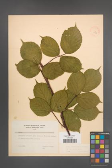 Rubus pedemontanus [KOR 22922]