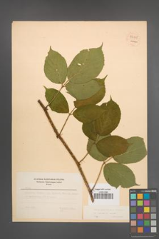 Rubus pedemontanus [KOR 54115]