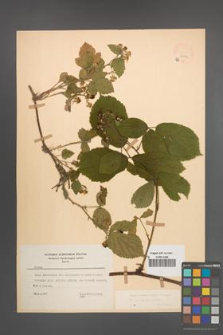 Rubus pedemontanus [KOR 22924]