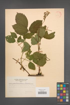 Rubus pedemontanus [KOR 31386]