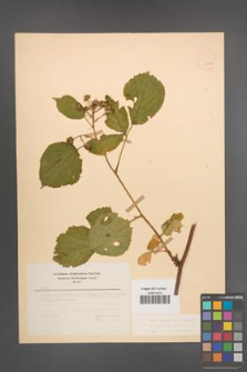 Rubus pedemontanus [KOR 22926]