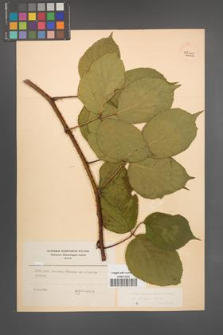 Rubus pedemontanus [KOR 54116]