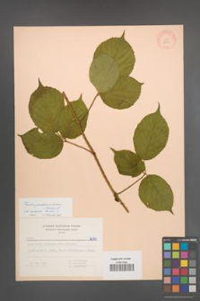 Rubus pedemontanus [KOR 6974]