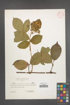 Rubus pedemontanus [KOR 6274]