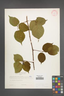 Rubus pedemontanus [KOR 6073]