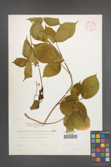 Rubus pedemontanus [KOR 6062]