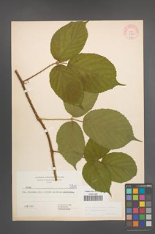 Rubus pedemontanus [KOR 5810]