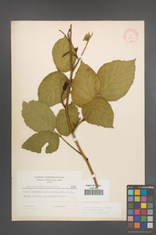 Rubus pedemontanus [KOR 6070]