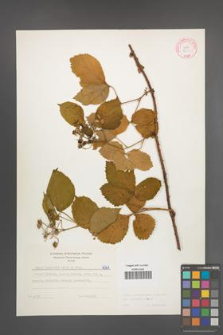 Rubus pedemontanus [KOR 6061]