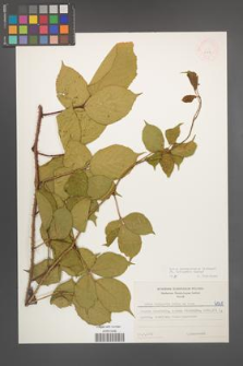 Rubus pedemontanus [KOR 6068]