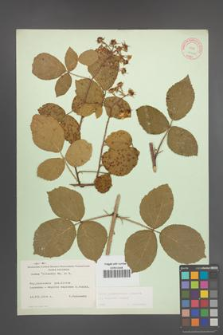 Rubus pedemontanus [KOR 10552]