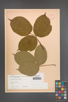 Rubus pedemontanus [KOR 10563]
