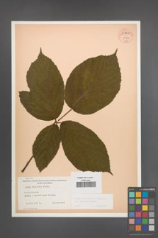 Rubus pedemontanus [KOR 54170]