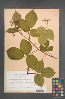 Rubus pedemontanus [KOR 25691]