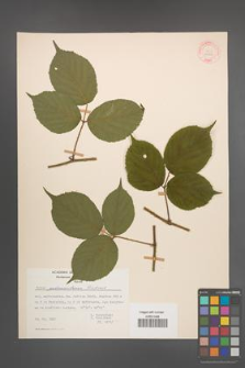 Rubus pedemontanus [KOR 30693]