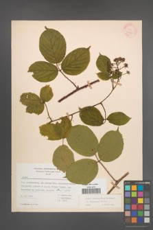 Rubus pedemontanus [KOR 22882]