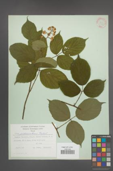 Rubus pedemontanus [KOR 31385]