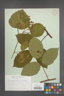 Rubus pedemontanus [KOR 31388]