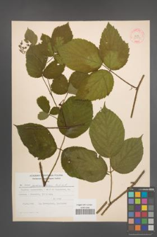 Rubus pedemontanus [KOR 30697]