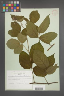 Rubus pedemontanus [KOR 31393]