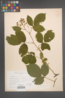 Rubus pedemontanus [KOR 22889]