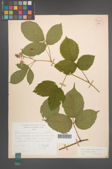 Rubus pedemontanus [KOR 54172]