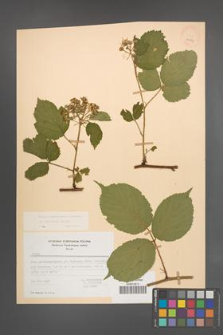 Rubus pedemontanus [KOR 22893]