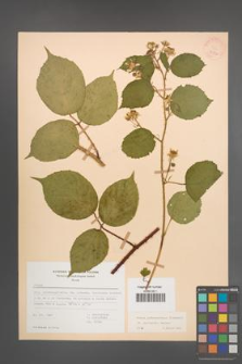 Rubus pedemontanus [KOR 22894]