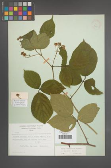 Rubus pedemontanus [KOR 22905]