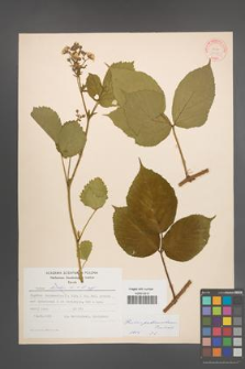 Rubus pedemontanus [KOR 31391]