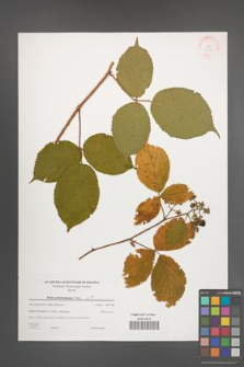 Rubus pedemontanus [KOR 38858]