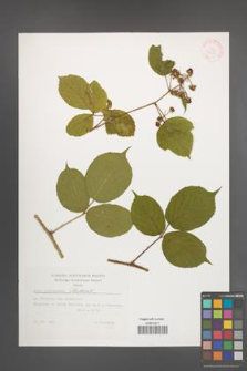 Rubus pedemontanus [KOR 32399]