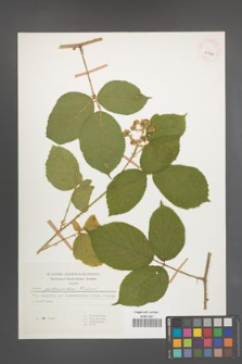 Rubus pedemontanus [KOR 29966]