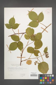 Rubus pedemontanus [KOR 29967]