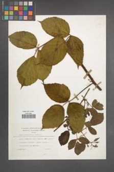 Rubus pedemontanus [KOR 25654]