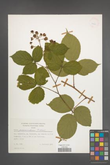 Rubus pedemontanus [KOR 24875]