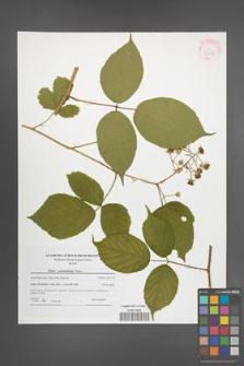 Rubus pedemontanus [KOR 42186]