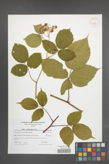 Rubus pedemontanus [KOR 42369]