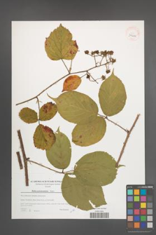 Rubus pedemontanus [KOR 39650]